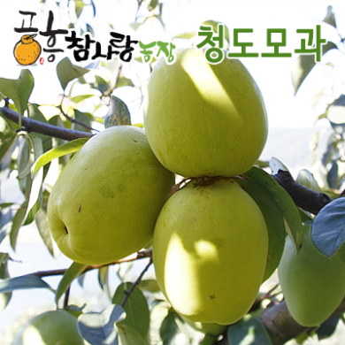 [중품] 명품 청도 햇 모과 10KG (33~38과 내외)