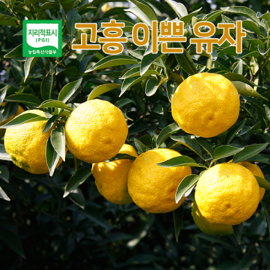 고흥 유자 10KG [ 소과 ]